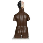 Deluxe Dual Sex African Torso Model, 24 part - 3B Smart Anatomy