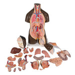 Deluxe Dual Sex African Torso Model, 24 part - 3B Smart Anatomy