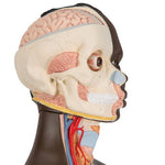 Deluxe Dual Sex African Torso Model, 24 part - 3B Smart Anatomy