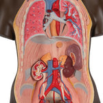 Deluxe Dual Sex African Torso Model, 24 part - 3B Smart Anatomy