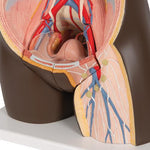 Deluxe Dual Sex African Torso Model, 24 part - 3B Smart Anatomy