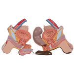 Deluxe Dual Sex African Torso Model, 24 part - 3B Smart Anatomy