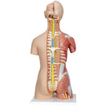 Deluxe Dual Sex Human Muscle Torso Model, 31 part - 3B Smart Anatomy