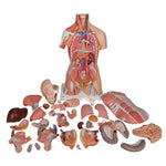 Deluxe Dual Sex Human Muscle Torso Model, 31 part - 3B Smart Anatomy