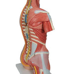Deluxe Dual Sex Human Muscle Torso Model, 31 part - 3B Smart Anatomy