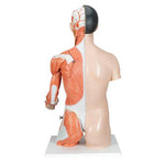 Life-Size Asian Dual Sex Human Torso Model with Muscular Arm, 33 part - 3B Smart Anatomy