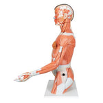 Life-Size Asian Dual Sex Human Torso Model with Muscular Arm, 33 part - 3B Smart Anatomy