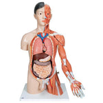 Life-Size Asian Dual Sex Human Torso Model with Muscular Arm, 33 part - 3B Smart Anatomy