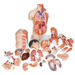 Life-Size Asian Dual Sex Human Torso Model with Muscular Arm, 33 part - 3B Smart Anatomy