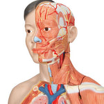 Life-Size Asian Dual Sex Human Torso Model with Muscular Arm, 33 part - 3B Smart Anatomy