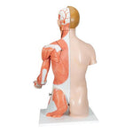 Life-Size Dual Sex Human Torso Model with Muscle Arm, 33 part - 3B Smart Anatomy