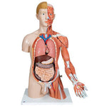 Life-Size Dual Sex Human Torso Model with Muscle Arm, 33 part - 3B Smart Anatomy