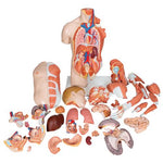 Life-Size Dual Sex Human Torso Model with Muscle Arm, 33 part - 3B Smart Anatomy