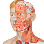 Life-Size Dual Sex Human Torso Model with Muscle Arm, 33 part - 3B Smart Anatomy