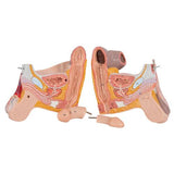 3/4 Life-Size Dual Sex Human Muscle Model on Metal Stand, 45-part - 3B Smart Anatomy 1