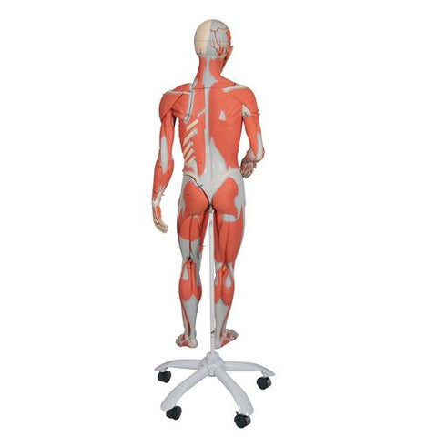 3/4 Life-Size Female Human Muscle Model without Internal Organs on Metal Stand, 23 part - 3B Smart Anatomy