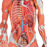 3/4 Life-Size Female Human Muscle Model without Internal Organs on Metal Stand, 23 part - 3B Smart Anatomy