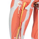 3/4 Life-Size Female Human Muscle Model without Internal Organs on Metal Stand, 23 part - 3B Smart Anatomy