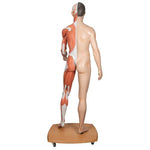 Life-Size Dual Sex Asian Human Figure, Half Side with Muscles, 39 part - 3B Smart Anatomy