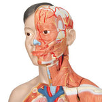 Life-Size Dual Sex Asian Human Figure, Half Side with Muscles, 39 part - 3B Smart Anatomy