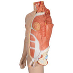 Life-Size Dual Sex Asian Human Figure, Half Side with Muscles, 39 part - 3B Smart Anatomy