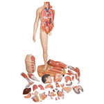 Life-Size Dual Sex Asian Human Figure, Half Side with Muscles, 39 part - 3B Smart Anatomy
