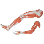 Life-Size Dual Sex Asian Human Figure, Half Side with Muscles, 39 part - 3B Smart Anatomy