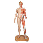 Life-Size Dual Sex Human Figure, Half Side with Muscles, 39 part - 3B Smart Anatomy