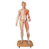 Life-Size Dual Sex Human Figure, Half Side with Muscles, 39 part - 3B Smart Anatomy