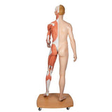 Life-Size Dual Sex Human Figure, Half Side with Muscles, 39 part - 3B Smart Anatomy