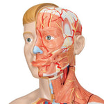 Life-Size Dual Sex Human Figure, Half Side with Muscles, 39 part - 3B Smart Anatomy