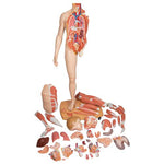 Life-Size Dual Sex Human Figure, Half Side with Muscles, 39 part - 3B Smart Anatomy