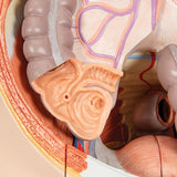 Life-Size Dual Sex Human Figure, Half Side with Muscles, 39 part - 3B Smart Anatomy