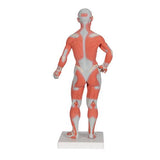 1/3 Life-Size Human Muscle Figure, 2 part - 3B Smart Anatomy