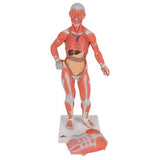 1/3 Life-Size Human Muscle Figure, 2 part - 3B Smart Anatomy
