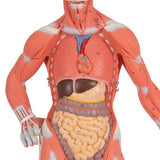 1/3 Life-Size Human Muscle Figure, 2 part - 3B Smart Anatomy