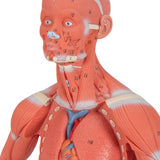 1/3 Life-Size Human Muscle Figure, 2 part - 3B Smart Anatomy