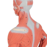 1/3 Life-Size Human Muscle Figure, 2 part - 3B Smart Anatomy