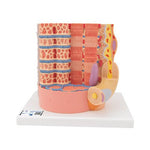 3B MICROanatomy™ Human Muscle Fiber Model, 10,000 times magnified - 3B Smart Anatomy