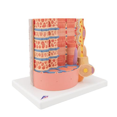 3B MICROanatomy™ Human Muscle Fiber Model, 10,000 times magnified - 3B Smart Anatomy