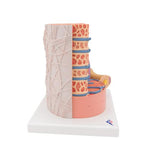 3B MICROanatomy™ Human Muscle Fiber Model, 10,000 times magnified - 3B Smart Anatomy