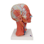 Head and Neck Musculature Model, 5 part - 3B Smart Anatomy