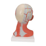 Head and Neck Musculature Model, 5 part - 3B Smart Anatomy