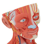 Head and Neck Musculature Model, 5 part - 3B Smart Anatomy