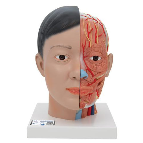 Asian Deluxe Head Model with Neck, 4 part - 3B Smart Anatomy