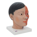 Asian Deluxe Head Model with Neck, 4 part - 3B Smart Anatomy