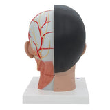 Asian Deluxe Head Model with Neck, 4 part - 3B Smart Anatomy