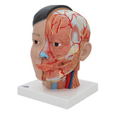 Asian Deluxe Head Model with Neck, 4 part - 3B Smart Anatomy