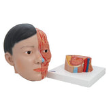 Asian Deluxe Head Model with Neck, 4 part - 3B Smart Anatomy