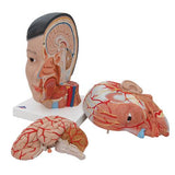 Asian Deluxe Head Model with Neck, 4 part - 3B Smart Anatomy